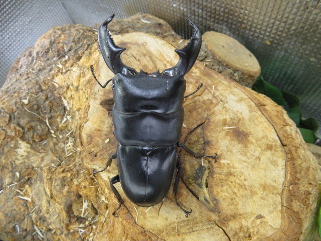 NO11 スマトラヒラタクワガタ ♂87ミリ♀41ミリ・(ブランケジェレン)・内歯下がり・クワガタ通販アリスト・WD・成虫拍卖