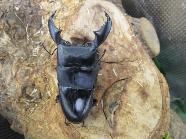 NO14 スマトラヒラタクワガタ ♂85ミリ♀41ミリ・(ブランケジェレン)・内歯下がり・クワガタ通販アリスト・WD・成虫拍卖