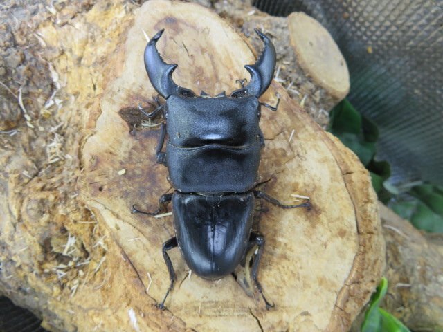 NO12 スマトラヒラタクワガタ ♂87ミリ♀41ミリ・(ブランケジェレン)・内歯下がり・クワガタ通販アリスト・WD・成虫拍卖