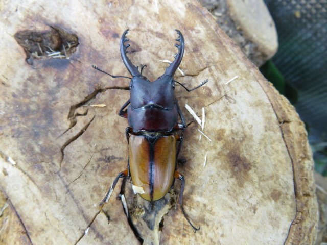 NO1 ブルイジンノコギリクワガタ ♂49ミリ♀22ミリ・☆☆☆(スラウェシ島)・WD・昆虫販売アリスト・1円拍卖