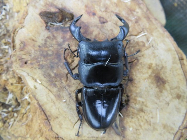 NO10 ダイオウヒラタクワガタ ♂62ミリ♀36ミリ・(西ジャワ・ハリムン)クワガタショップアリスト・WD・成虫拍卖