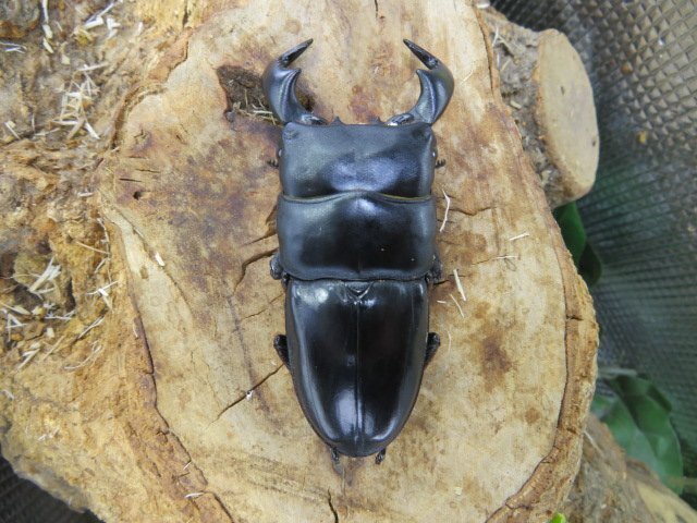 NO3 ダイオウヒラタクワガタ ♂76ミリ♀42ミリ・(西ジャワ・ハリムン)クワガタショップアリスト・WD・成虫拍卖