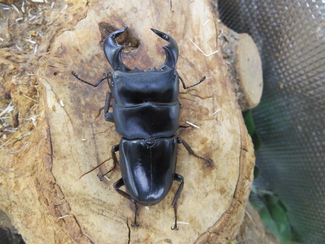 NO7 ダイオウヒラタクワガタ ♂70ミリ♀40ミリ・(西ジャワ・ハリムン)クワガタショップアリスト・WD・成虫拍卖