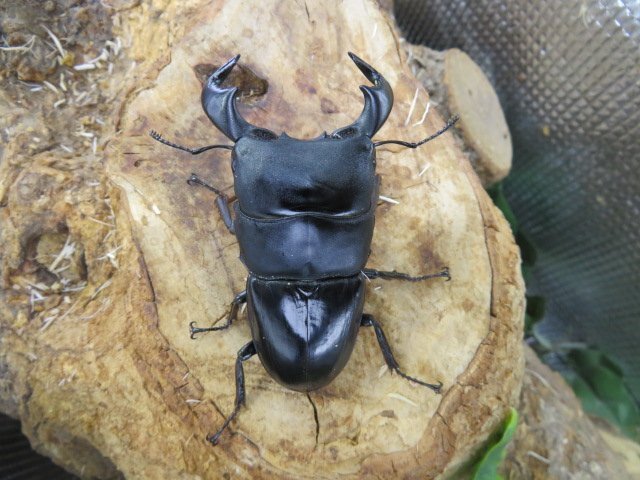 NO4 ダイオウヒラタクワガタ ♂75ミリ♀42ミリ・(西ジャワ・ハリムン)クワガタショップアリスト・WD・成虫拍卖