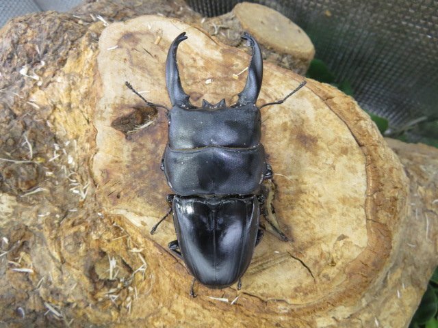 NO13 アルキデスヒラタクワガタ ♂91ミリ♀40ミリ・アチェ・ブランケジェレン・WD・成虫・昆虫販売アリスト拍卖