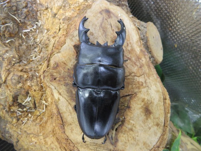 NO3 アルキデスヒラタクワガタ ♂88ミリ♀41ミリ・胸幅37.0ミリ・アチェ・ブランケジェレン・WD・成虫・昆虫販売アリスト拍卖