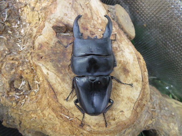 NO12 アルキデスヒラタクワガタ ♂91ミリ♀40ミリ・アチェ・ブランケジェレン・WD・成虫・昆虫販売アリスト拍卖