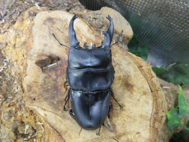 NO5 アルキデスヒラタクワガタ A-♂86ミリ♀41ミリ・アチェ・ブランケジェレン・WD・成虫・昆虫販売アリスト拍卖
