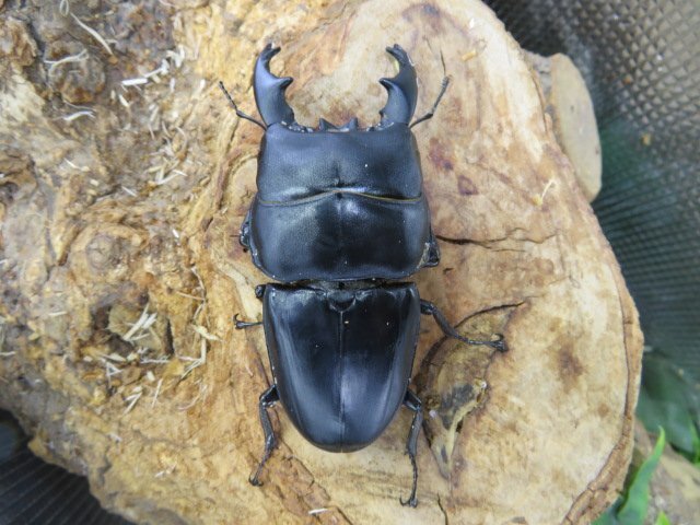 NO4 アルキデスヒラタクワガタ ♂88ミリ♀41ミリ・胸幅36.0ミリ・アチェ・ブランケジェレン・WD・成虫・昆虫販売アリスト拍卖