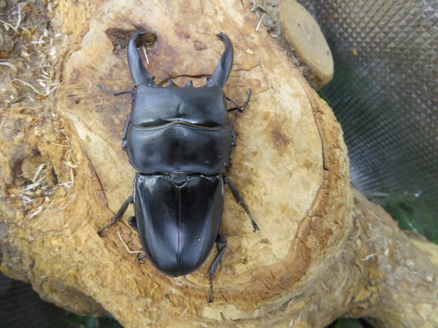 NO16 アルキデスヒラタクワガタ ♂90ミリ♀40ミリ・アチェ・ブランケジェレン・WD・成虫・昆虫販売アリスト拍卖