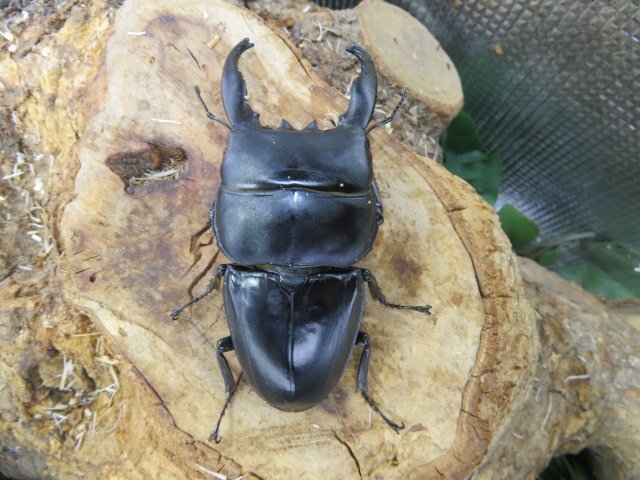 NO11 アルキデスヒラタクワガタ ♂91ミリ♀40ミリ・アチェ・ブランケジェレン・WD・成虫・昆虫販売アリスト拍卖