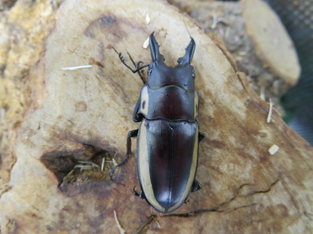 NO5 ビソンノコギリクワガタ ♂40ミリ♀28ミリ・(Arfak)昆虫卸問屋アリスト・WD・成虫・1円拍卖