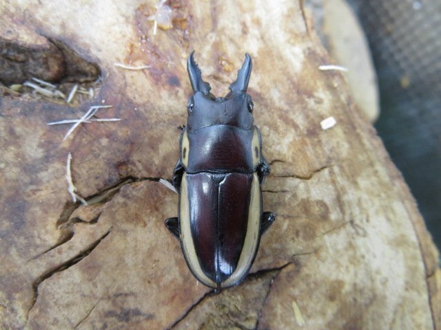 NO8 ビソンノコギリクワガタ ♂34ミリA-♀36ミリ・(Arfak)昆虫卸問屋アリスト・WD・成虫・1円拍卖