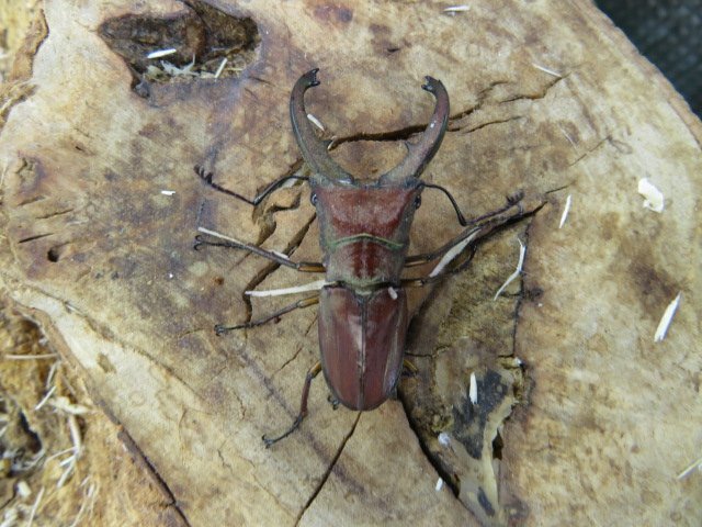 NO1 カナリクラトゥスホソアカクワガタ ♂40ミリ♀18ミリ・WD・成虫(カリマンタン)クワガタ販売アリスト・1円拍卖
