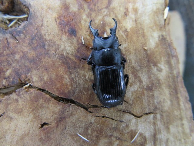 NO4 ラムリーネブトクワガタ ♂21ミリ♀15ミリ・(ペレン)・クワガタ販売アリスト・WD・成虫拍卖