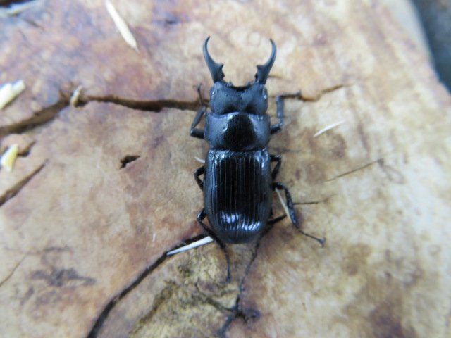 NO3 ラムリーネブトクワガタ ♂21ミリ♀15ミリ・(ペレン)・クワガタ販売アリスト・WD・成虫拍卖