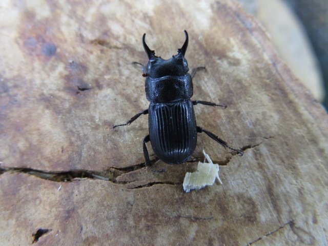 NO4 セレベスネブトクワガタ ♂14ミリ♀13ミリ・WD・成虫・クワガタ販売アリスト拍卖