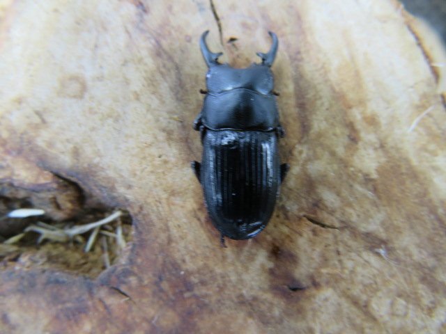 NO5 セレベスネブトクワガタ A-♂21ミリ♀12ミリ・WD・成虫・クワガタ販売アリスト拍卖