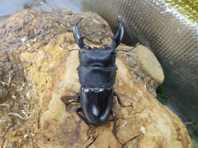 NO3 カリマンタンヒラタクワガタ ♂66ミリA-♀40ミリ・カリマンタン(内歯下がり)・WD・成虫・昆虫ショップアリスト拍卖