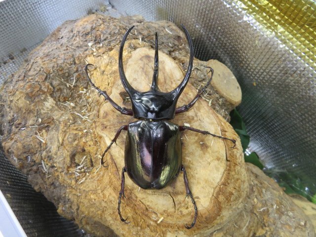 NO7 コーカサスオオカブト ♂107ミリペアー・ジャワ・カブトムシ販売アリスト・WD・成虫拍卖