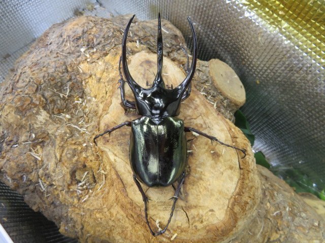 NO10 コーカサスオオカブト ♂105ミリペアー・ジャワ・カブトムシ販売アリスト・WD・成虫拍卖