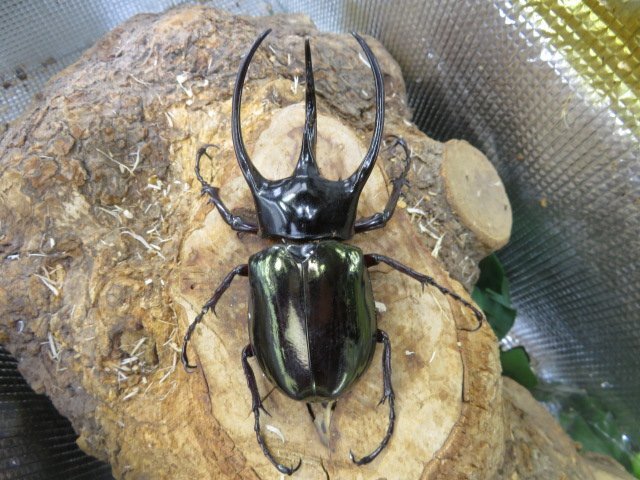 NO8 コーカサスオオカブト ♂106ミリペアー・ジャワ・カブトムシ販売アリスト・WD・成虫拍卖