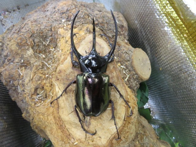 NO3 コーカサスオオカブト ♂110ミリペアー・ジャワ・カブトムシ販売アリスト・WD・成虫拍卖