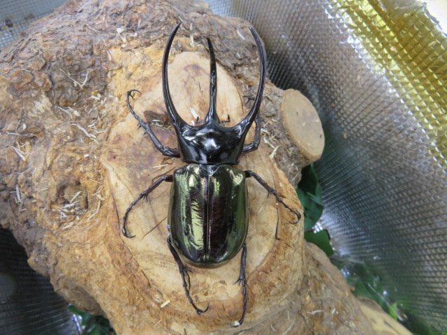 NO5 コーカサスオオカブト ♂107ミリペアー・ジャワ・カブトムシ販売アリスト・WD・成虫拍卖