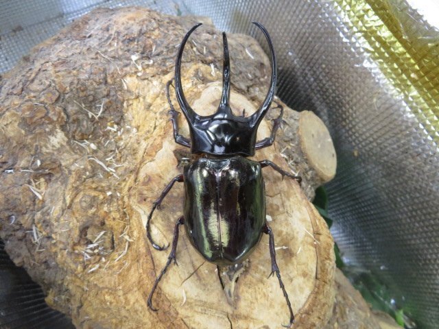NO6 コーカサスオオカブト ♂107ミリペアー・ジャワ・カブトムシ販売アリスト・WD・成虫拍卖