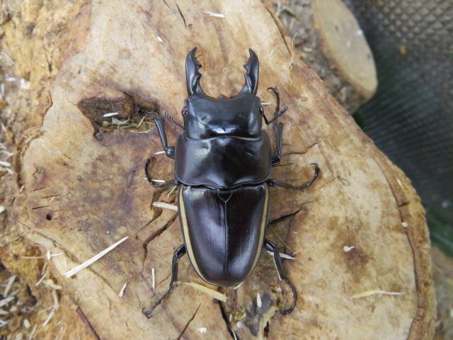 NO5 ウォレスノギリクワガタ ♂55ミリ♀32ミリ・ハルマヘラ島・クワガタ販売アリスト・WD・成虫拍卖