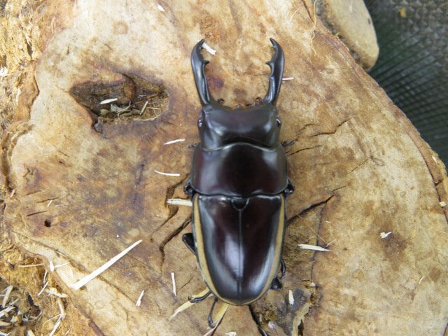 NO4 ウォレスノギリクワガタ ♂55ミリ♀32ミリ・ハルマヘラ島・クワガタ販売アリスト・WD・成虫拍卖