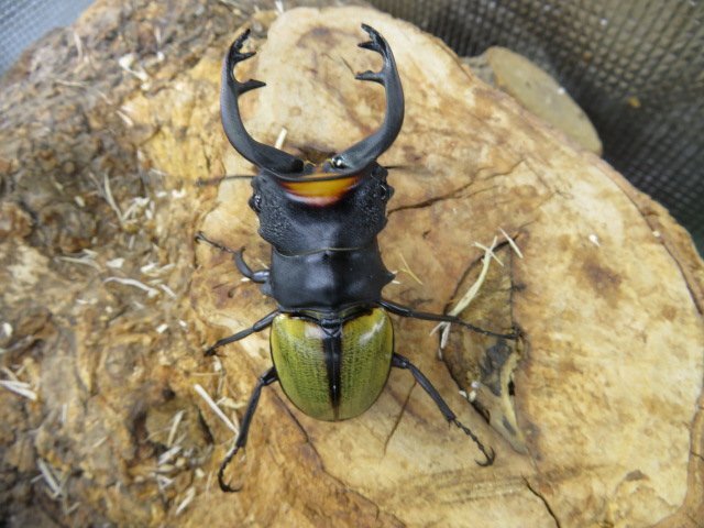 NO2 スペクタビリスツヤクワガタ ♂73ミリ♀40ミリ・大歯・(アチェ )WD・成虫クワガタ販売アリスト拍卖