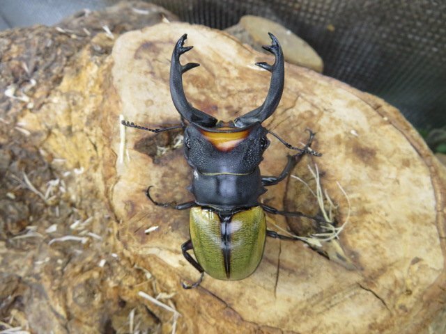 NO3 スペクタビリスツヤクワガタ ♂71ミリ♀40ミリ・大歯・(アチェ )WD・成虫クワガタ販売アリスト拍卖