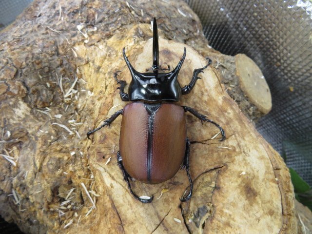 NO1 サンボンヅノカブト ♂63ミリペアー・アルファック・カブトムシ販売アリスト・WD・成虫拍卖