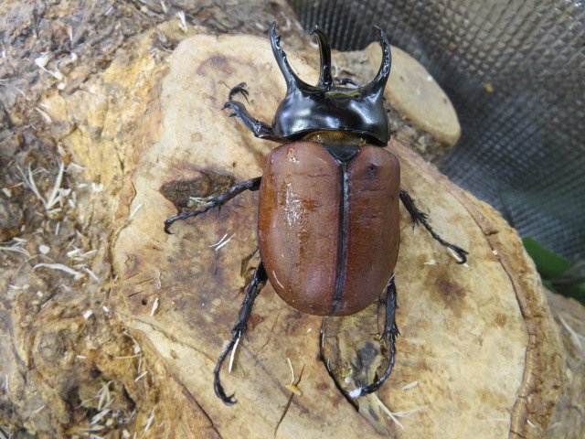 NO4 サンボンヅノカブト ♂61ミリペアー・アルファック・カブトムシ販売アリスト・WD・成虫拍卖