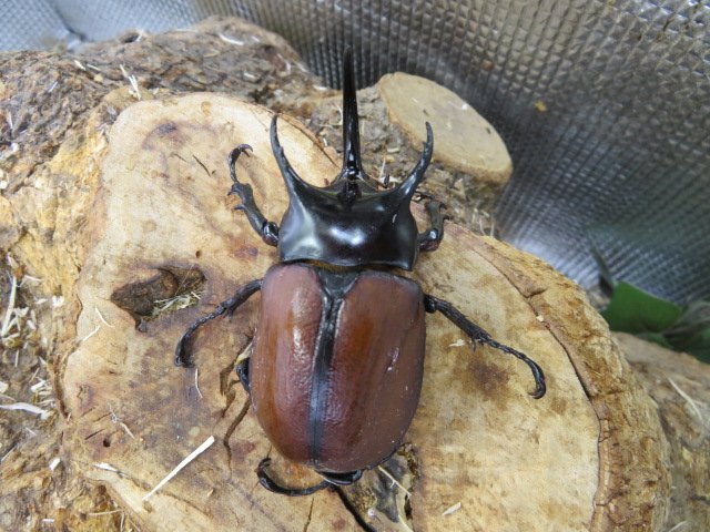 NO7 サンボンヅノカブト ♂59ミリペアー・アルファック・カブトムシ販売アリスト・WD・成虫拍卖