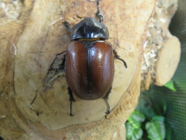 NO9 サンボンヅノカブト ♂58ミリペアー・アルファック・カブトムシ販売アリスト・WD・成虫拍卖