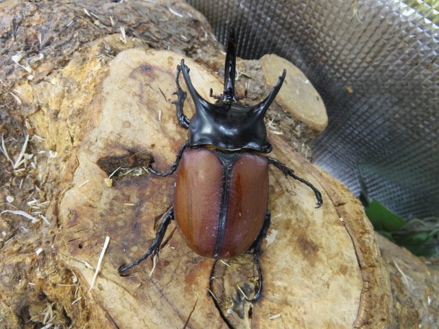 NO10 サンボンヅノカブト ♂58ミリペアー・アルファック・カブトムシ販売アリスト・WD・成虫拍卖