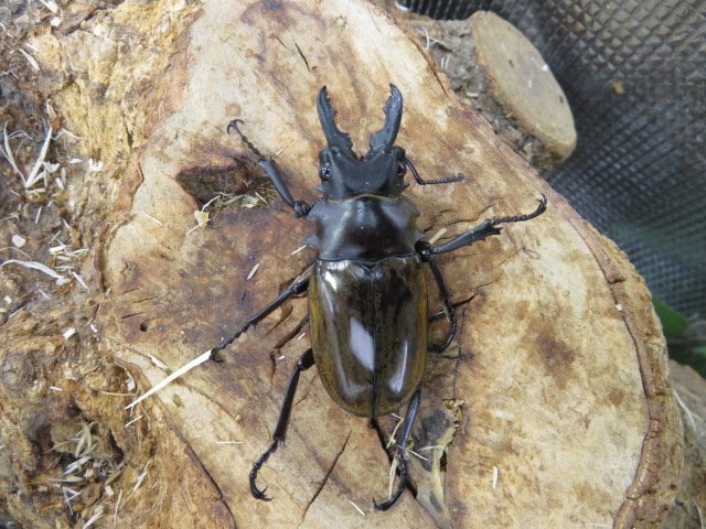 NO3 ダールマンツヤクワガタ ♂55ミリ♀42ミリ(カリマンタン)昆虫卸問屋アリスト・WD・成虫拍卖