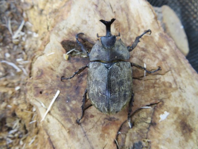 NO1 サビイロカブト  ♂34ミリペアー・(カリマンタン) ・成虫・カブトムシ販売アリスト・1円拍卖