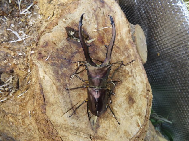 NO4 メタリフェルホソアカクワガタ ♂71ミリ♀24ミリ・(ハルマヘラ)・昆虫卸問屋アリスト・WD・成虫拍卖
