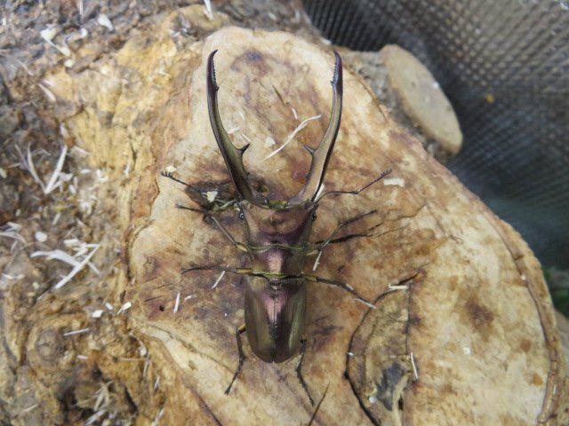 NO8 メタリフェルホソアカクワガタ ♂68ミリ♀24ミリ・(ハルマヘラ)・昆虫卸問屋アリスト・WD・成虫拍卖