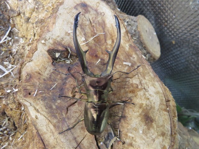 NO7 メタリフェルホソアカクワガタ ♂69ミリ♀24ミリ・(ハルマヘラ)・昆虫卸問屋アリスト・WD・成虫拍卖