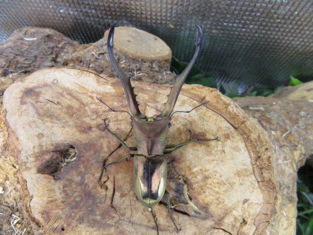 メタリフェルホソアカクワガタ ♂81ミリ♀23ミリ・(ぺレン)・昆虫卸問屋アリスト・WD・成虫拍卖