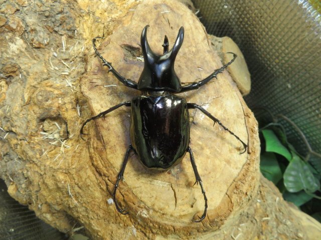 モーレンカンプオオカブト ♂72ミリペアー・(カリマンタン)・WD・成虫・昆虫卸問屋アリスト拍卖