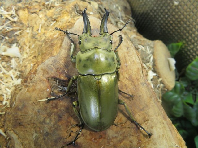 ローゼンベルグオウゴンオニクワガタ ♂55ミリ♀46ミリ・(スカブミ)現地飼育品・昆虫卸問屋アリスト拍卖