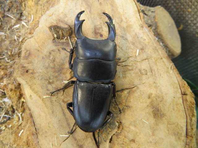 パリーオオクワガタ ♂61ミリ♀31ミリ・(スラウェシ島)・昆虫通販アリスト・WD・成虫拍卖
