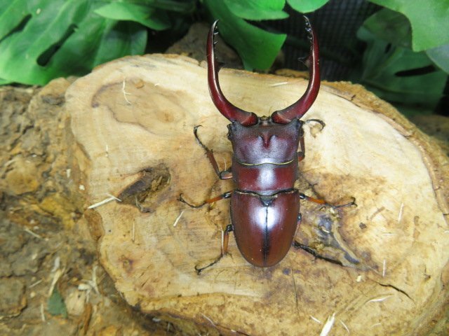 アスタコイデスノコギリクワガタ ♂63ミリ♀26ミリ・スマトラ・WD・成虫・昆虫卸問屋アリスト拍卖