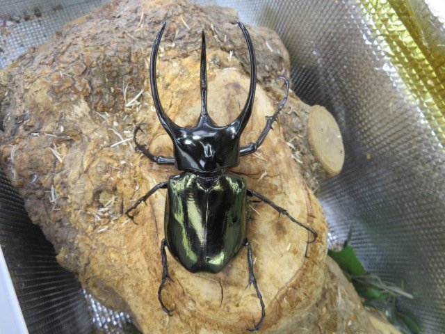 NO5 コーカサスオオカブト ♂116ミリペアー・(スマトラ・LIWA)・カブトムシ販売アリスト・WD・成虫拍卖