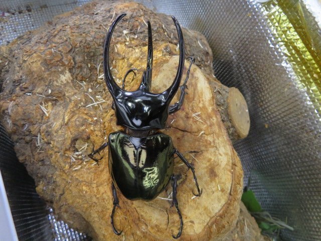 NO6 コーカサスオオカブト ♂115ミリペアー・(スマトラ・LIWA)・カブトムシ販売アリスト・WD・成虫拍卖